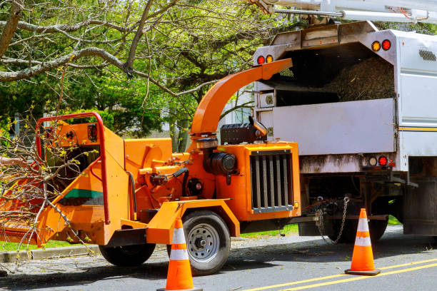 Reliable Camino, CA  Tree Services Solutions