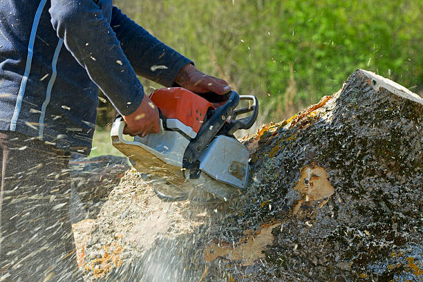 Leaf Removal in Camino, CA